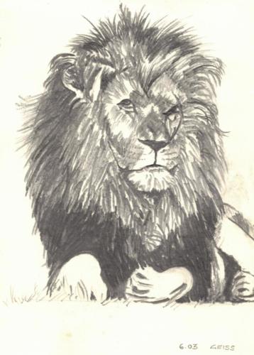 König der Tiere - Löwe
