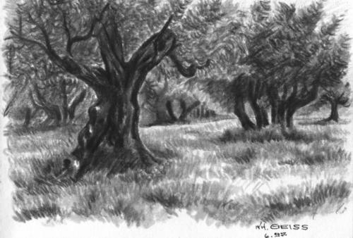 Zeichnung SW Olivenbäume