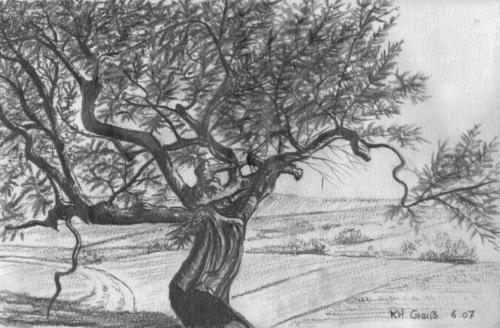 alter Olivenbaum